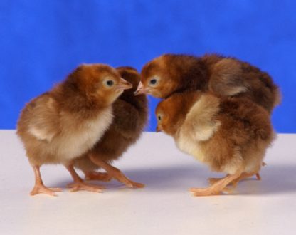 Day old Rhode Island Red Bantam chicks