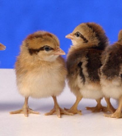 Day old Crele Old English Game Bantam chicks