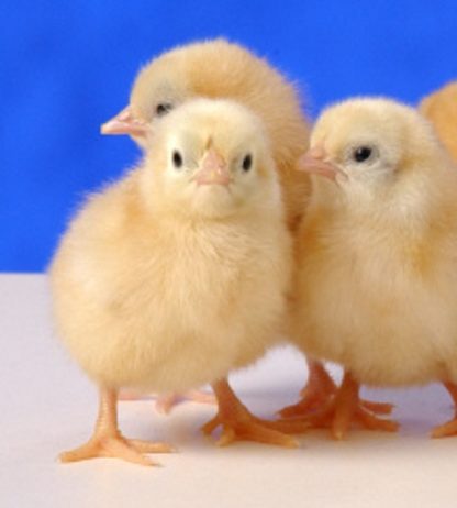 day old Buff Orpington Bantam Chicks