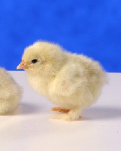 Day Old White Cochin Bantam Chick