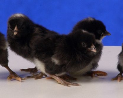 Barred Rock Bantam