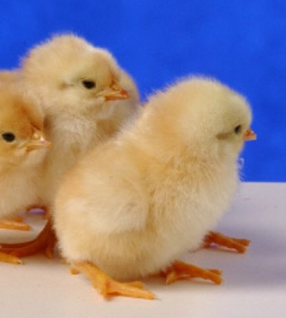 Just hatched New Hampshire chicks