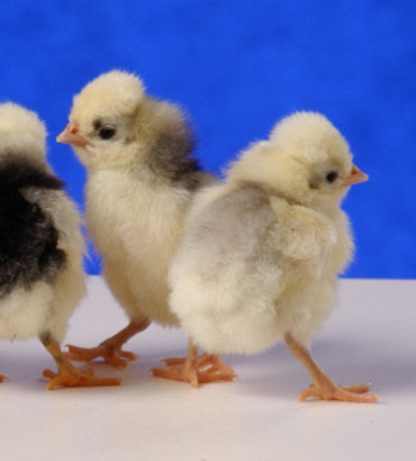 Day old Blue Polish Chicks