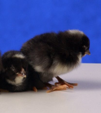Dominique Chicks