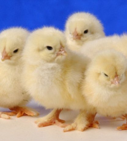 Day old Light Brahma chicks