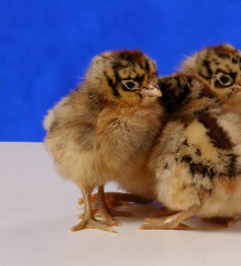 Day old Standard Sicilian Buttercup chicks