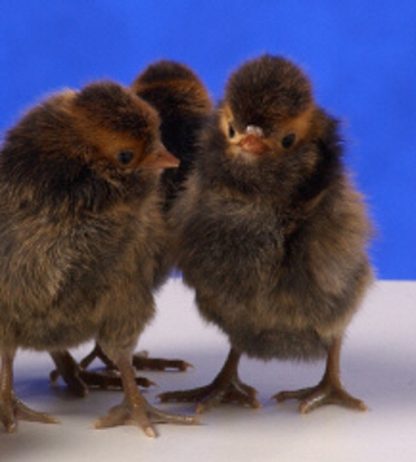 Golden Laced Polish Chicks