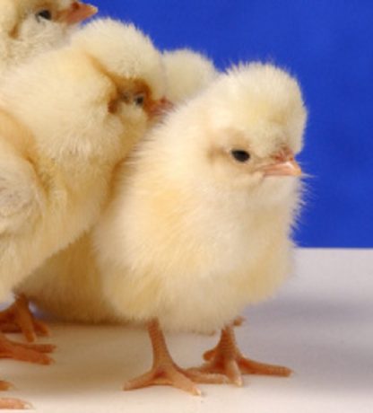 Day old Buff Laced Polish Chicks