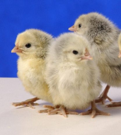 Day old Silver Spangled Hamburg chicks