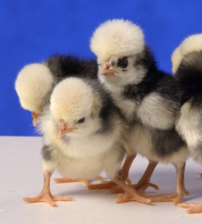 Day old Non-Bearded White Crested Black Polish Chicks