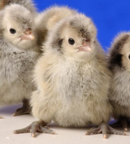 Day old Silver Spangled Appenzeller Spitzhauben chicks