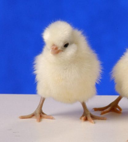 Day Old Non-Bearded White Polish Chick