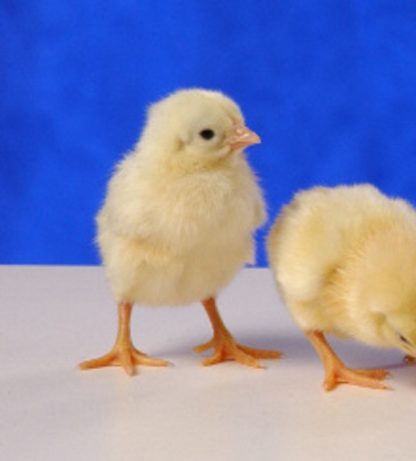 Day old Saipan chicks