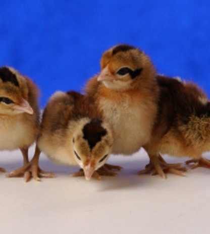 Day old Red Jungle Fowl Chicks