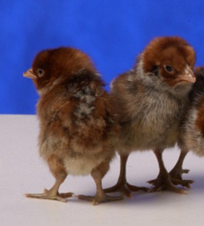 Day old Egyptian Fayoumis chicks