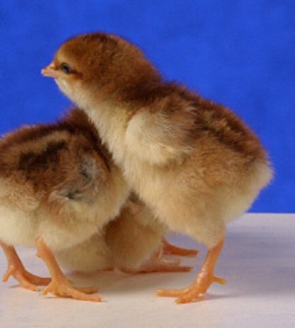 Day old Speckled Sussex chicks