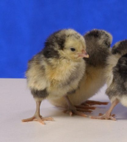 Day old Lakenvelder chicks