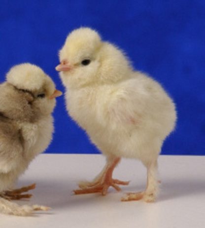 Day old White Sultan Standard chicks