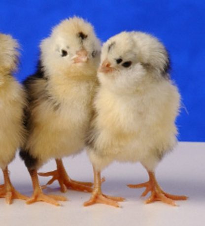 Day old Mottled Houdan chicks