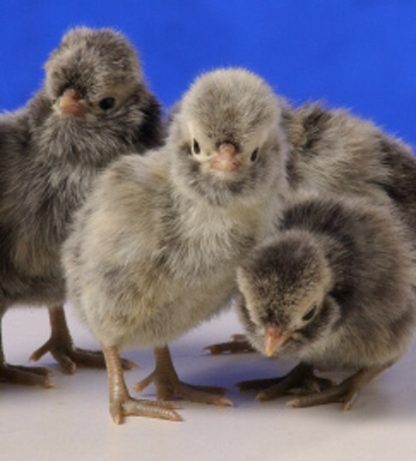 Silver Laced Polish Chicks