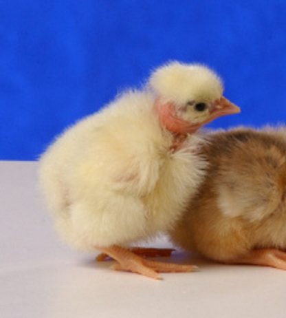 Day old Turken "Naked Necks" chicks