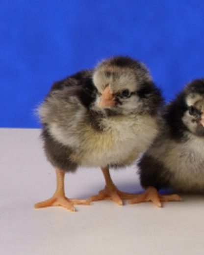 Black Laced Silver Wyandotte Chicken-7608