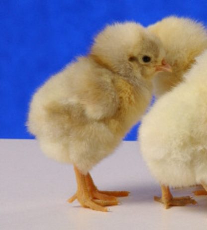 Day old White Plymouth Rock chicks