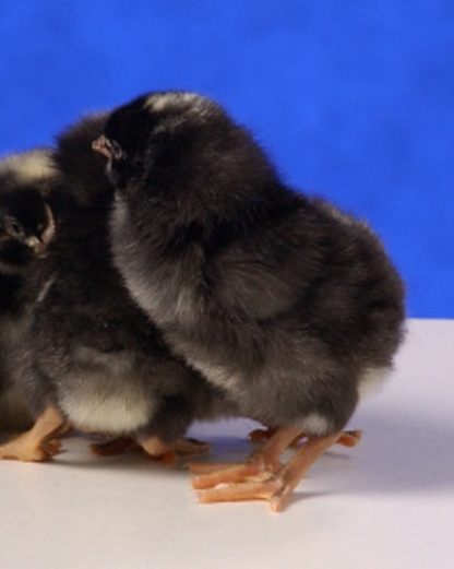 Day old Barred Standard Plymouth Rock chicks