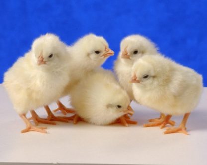 Day old White Leghorn chicks