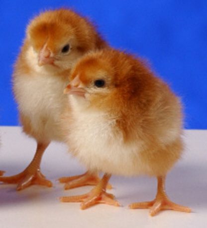 Rhode Island Red Chicks