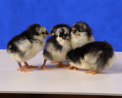 Black Australorp chicks