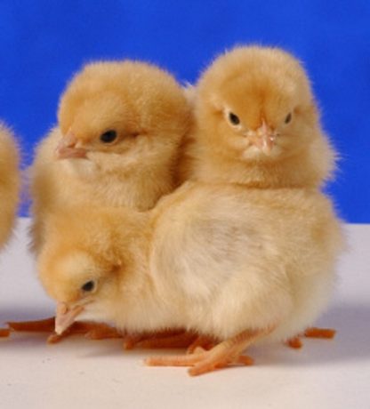 Day old Buff Orpington Standard chicks