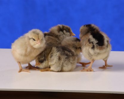 Day old Easter Egg Chickens chicks