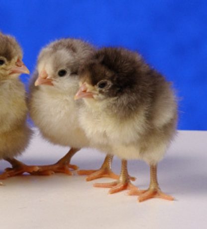 Day old White Jersey Giant chicks