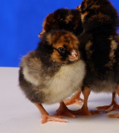 Day old Black Laced Golden Wyandotte chicks