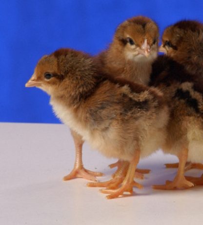 Brown Leghorn Chicks