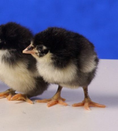 Day old Black Jersey Giant chicks