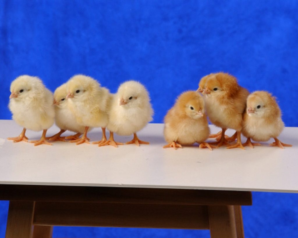 Golden Comet Baby Chickens for Sale Cackle Hatchery®