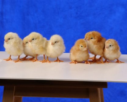 Golden Comets Chicks Males on left, Females on right