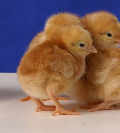 Golden Comets Baby Female Chicks
