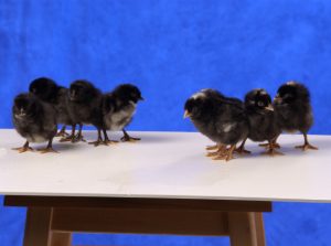 Black Sex Link Chickens - Brown Egg Layers | Cackle Hatchery®