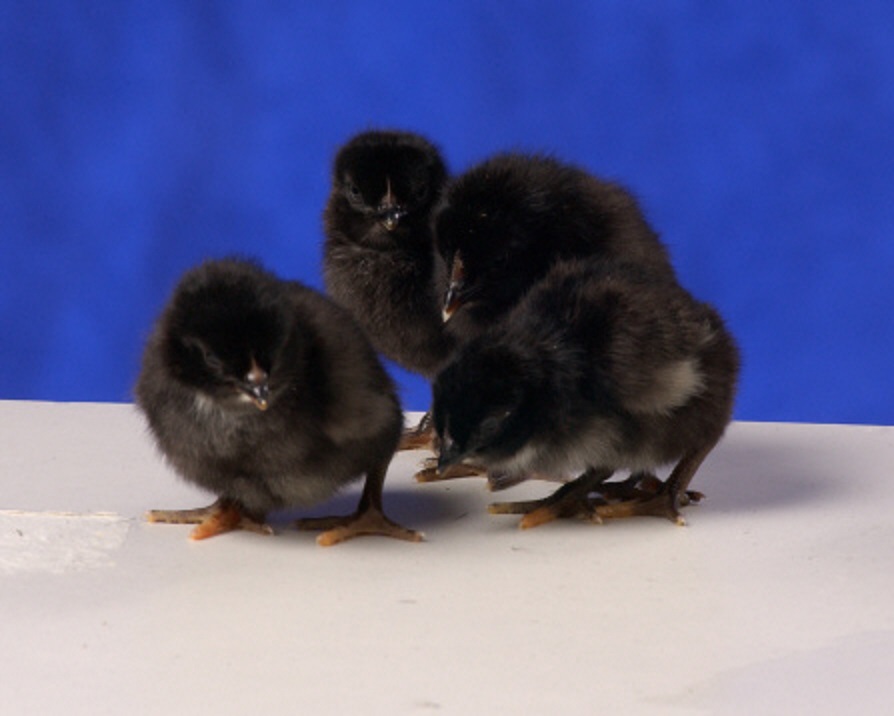 Black Chicks