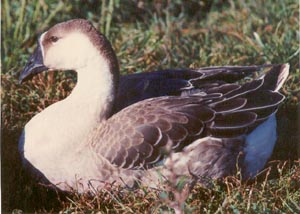 African Goose