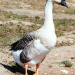 African Goose