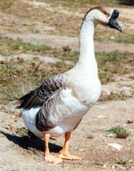 African Goose