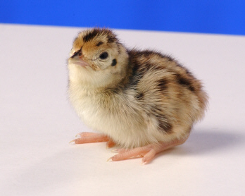 Day old Ringneck Pheasant chick