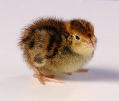 Pharaoh Coturnix Quail for Sale