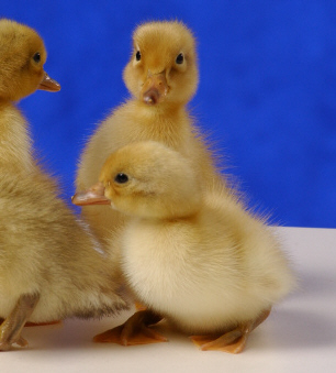 Day old Welsh Harlequin ducklings
