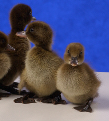 Day old Khaki Campbell Ducklings