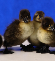 Day old Black Swedish ducklings